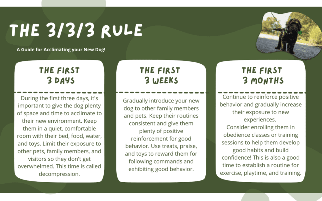 The 3/3/3 Rule: A guide to acclimating your dog